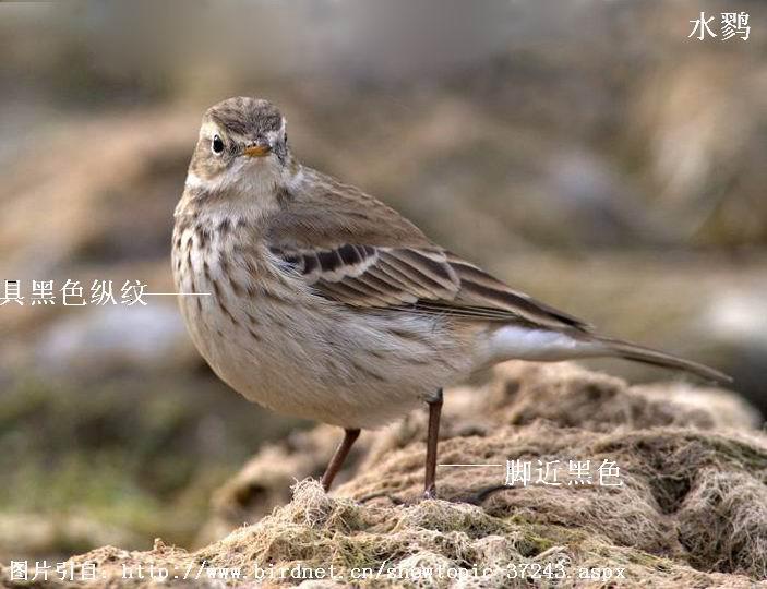 ˮ�ң��Ƿ�ֳ�ڣ��ߺ�ɫ���ơ��Ž���ɫ