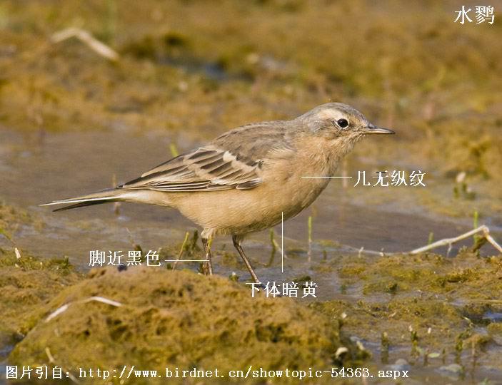 ˮ�ң���ֳ�ڣ��������ơ����尵�ơ��Ž���ɫ