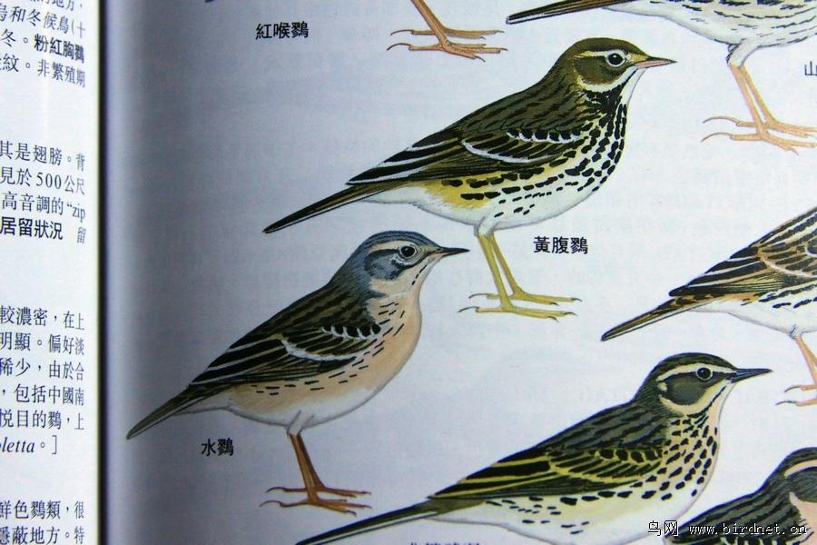 ˮ�ҺͻƸ��ҵ�����