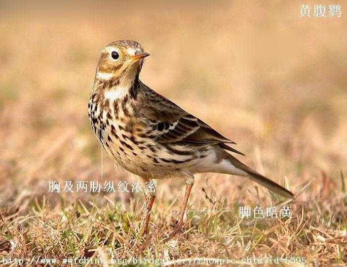 �Ƹ��ң��Ƿ�ֳ�ڣ���в����Ũ��