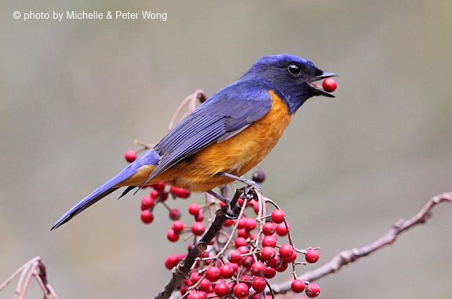 棕腹蓝仙鹟 棕腹蓝仙鹟的图片