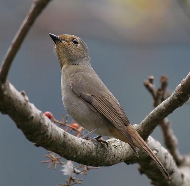 �ظ������l����������̨�壩