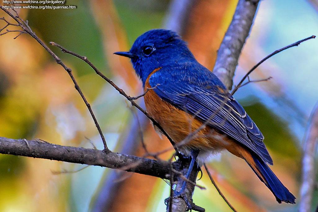 �ظ������l