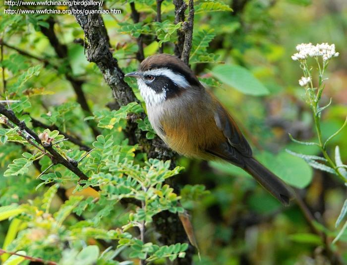 白眉雀鹛 白眉雀鹛的图片