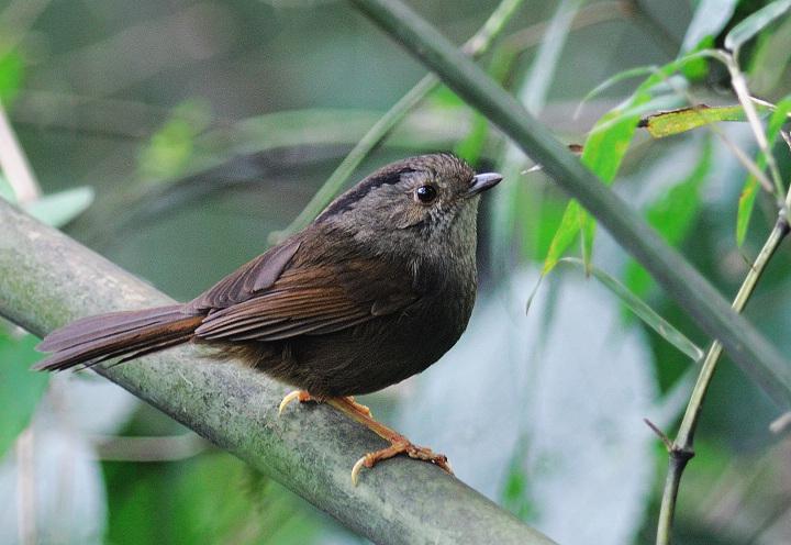 �ֶ�ȸ�̵�ͼƬ