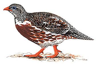 ѩ����̬����ͼ