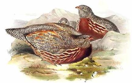 ѩ����̬����ͼ