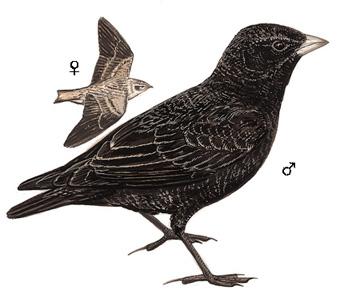 �ڰ�����̬����ͼ