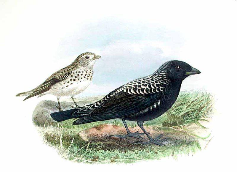 �ڰ�����̬����ͼ