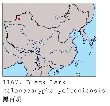 �ڰ�������ֲ�ͼ