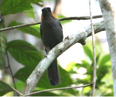 �������̺������֣�������Ϊ����������������