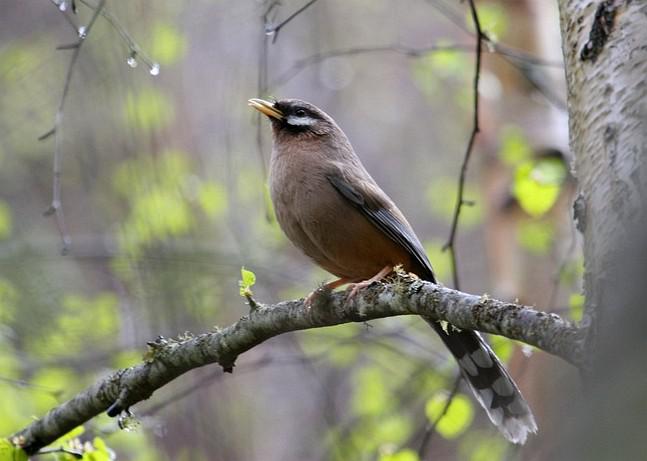 �ڶ�ɽ���̵�ͼƬ