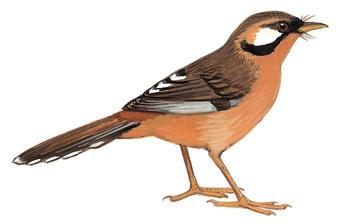 �ڶ�ɽ����