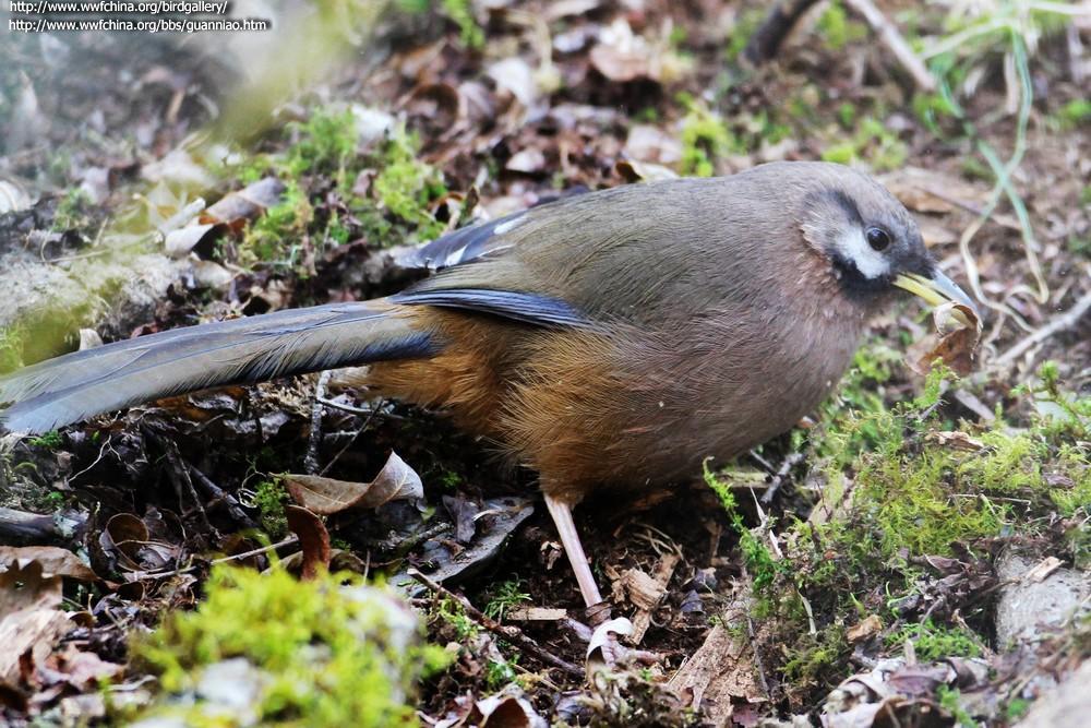 �ڶ�ɽ���̣������Ĵ���