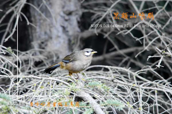 �ڶ�ɽ����