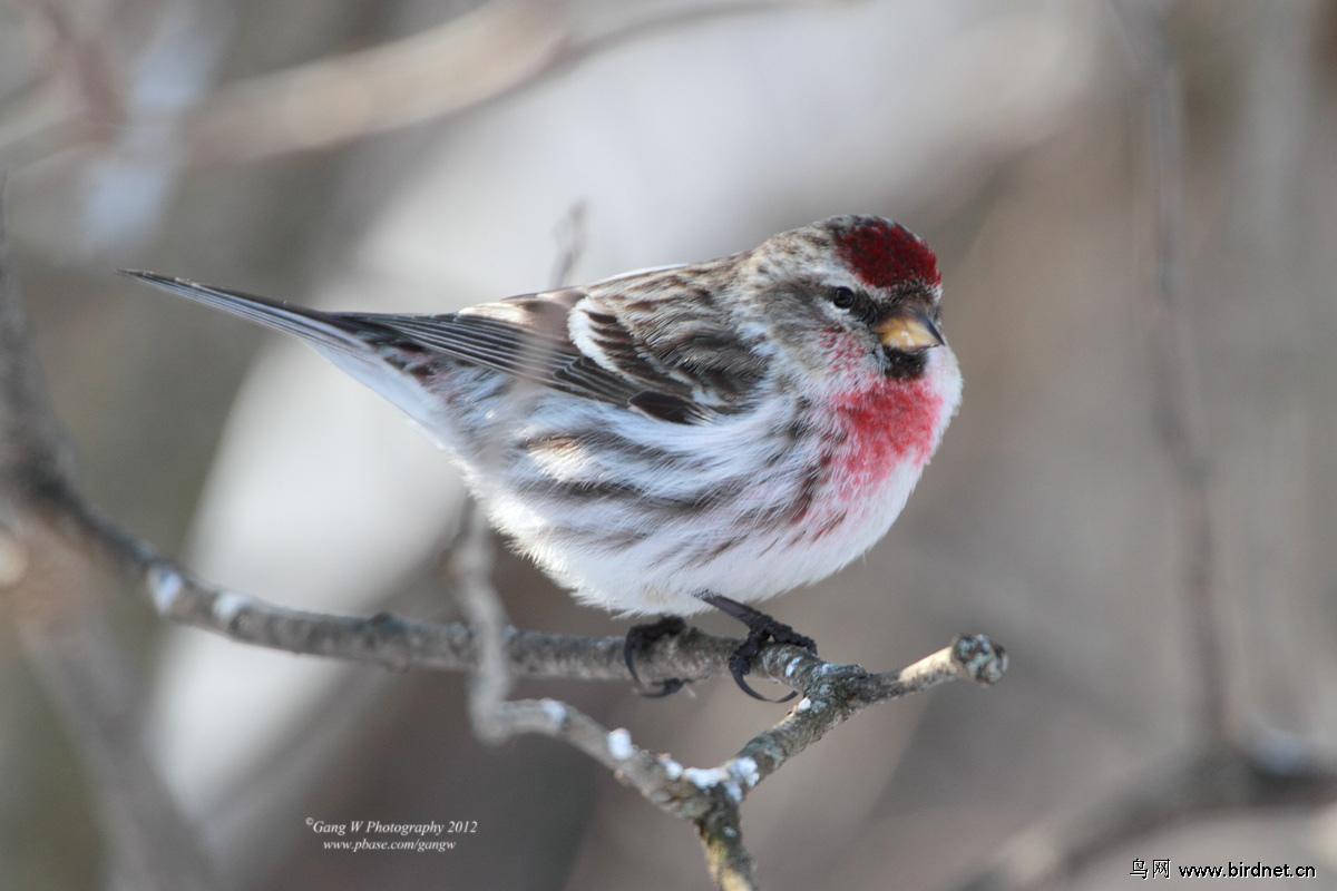 �����춥ȸ��ͼƬ