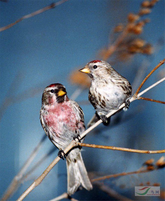 �����춥ȸ