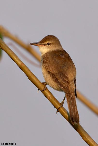 噪苇莺 噪苇莺的图片