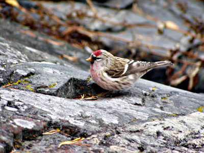 �����춥ȸ