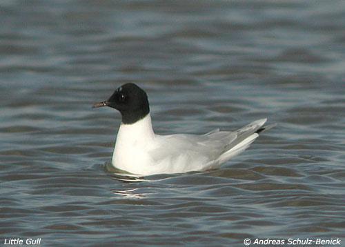 小鸥 小鸥的图片