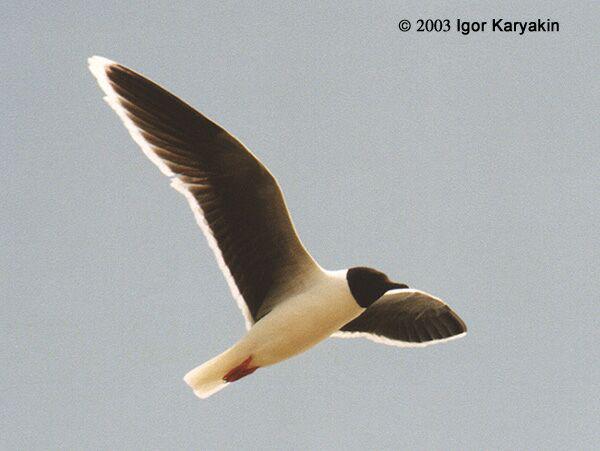 СŸ��������������ɫ�����խ��ɫ��Ե