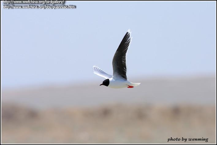 СŸ��������������ɫ�����խ��ɫ��Ե