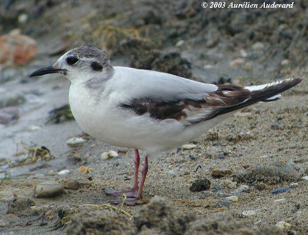 СŸ����һ����