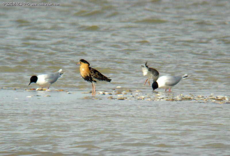 СŸ��������