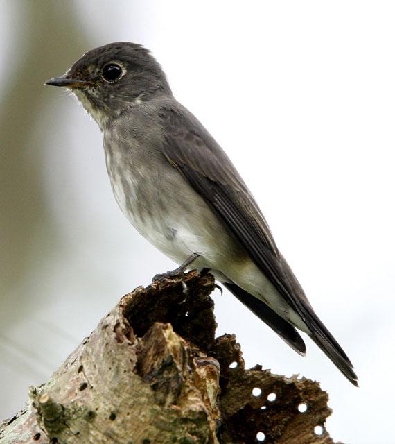 乌鹟 乌鹟的图片