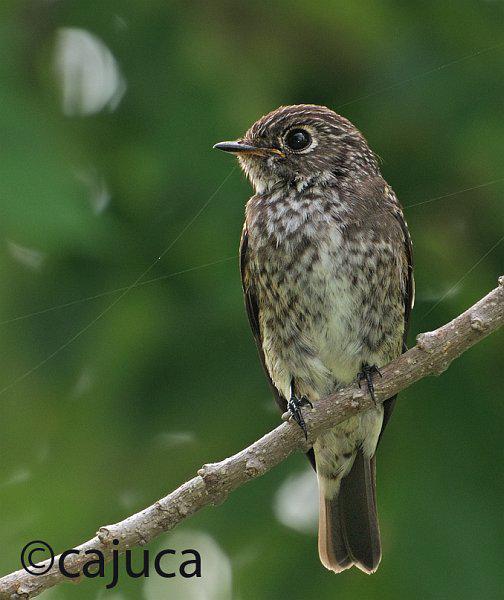 ���l���ǳ��������¼���