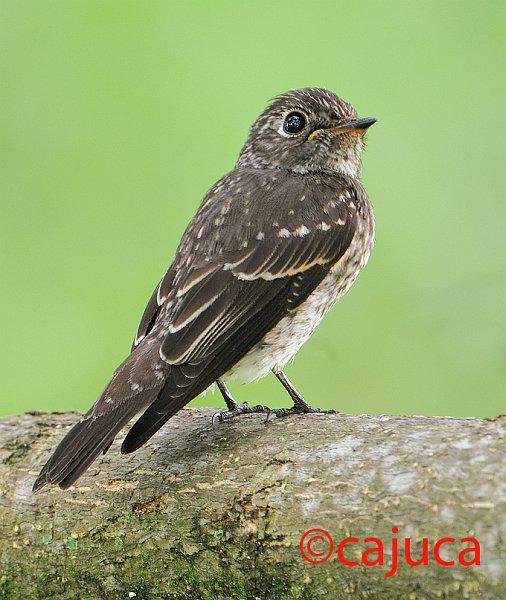 ���l���ǳ��������¼���