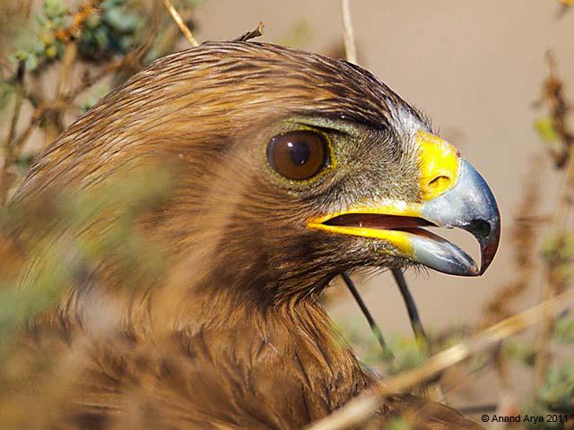 ѥ���񣺳���ͷ��ϸ��