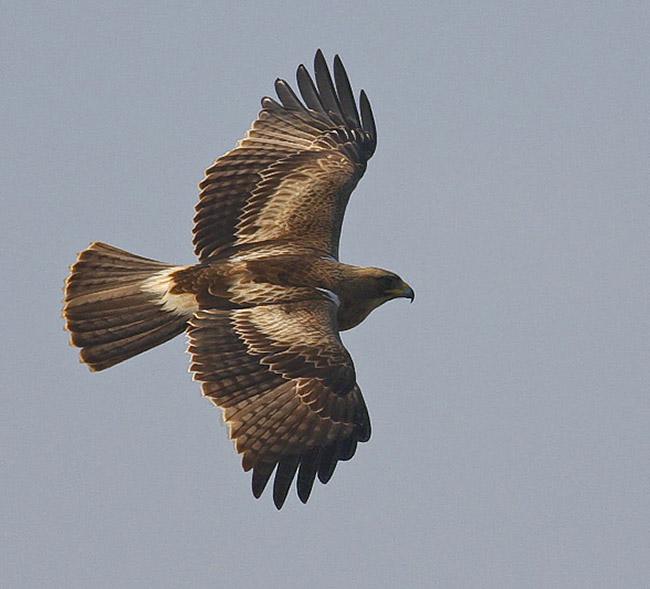 ѥ������ɫ�ͣ�����ͼ�����ӣ�