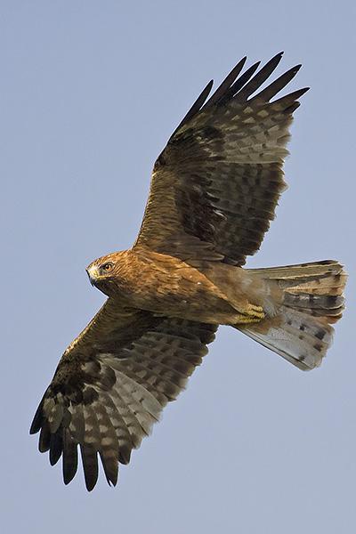 ѥ������ɫ�ͣ�����ͼ�����ӣ�