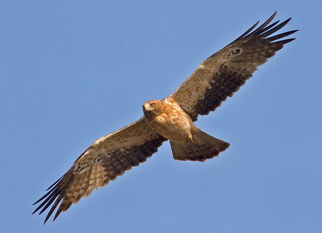 ѥ����ǳɫ��