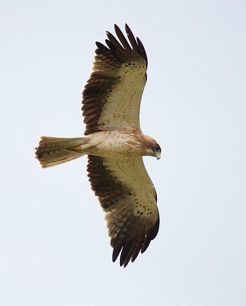 ѥ����ǳɫ��