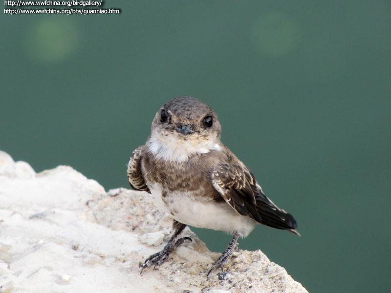 ��ɳ�ࣺ�ǳ���