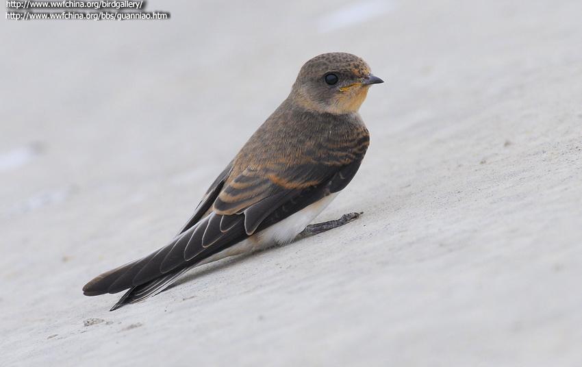 ��ɳ�ࣺ�ǳ���