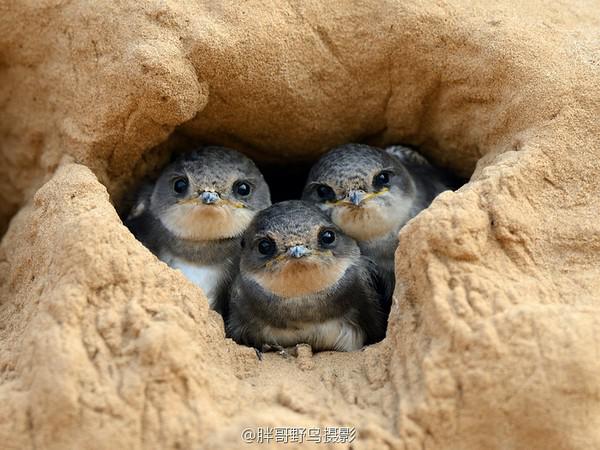 ��Ѩ�е���ɳ������