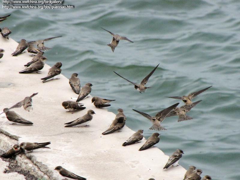 ��ɳ����Ⱥ