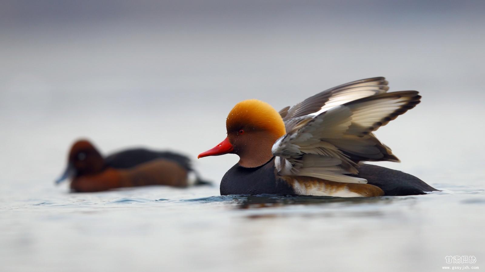甘肃鸟类名录 甘肃鸟类名录的图片