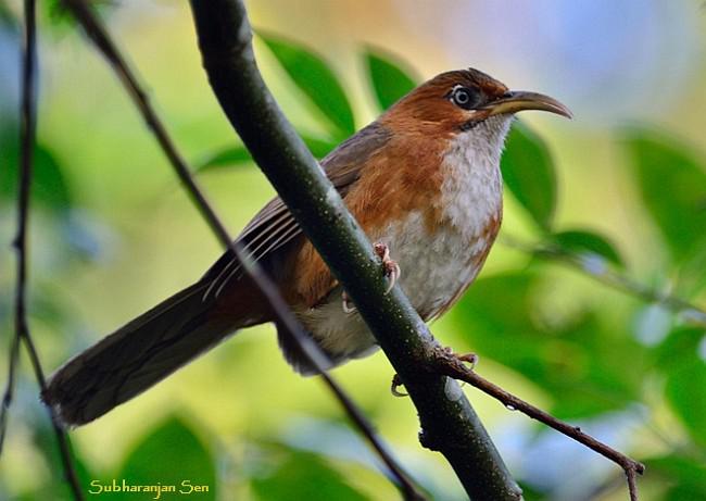 ���������̣�����ӡ��