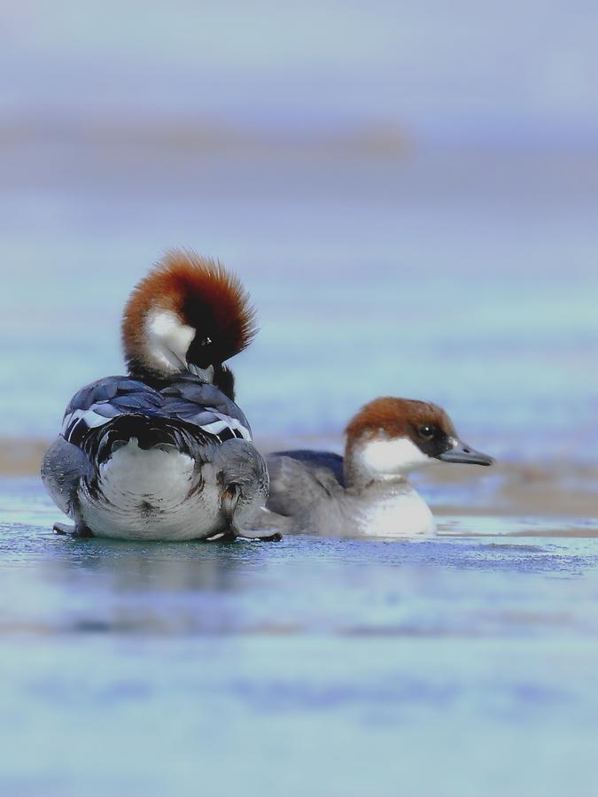 �Ƿ�ֳ�ڵ�����ʹ���