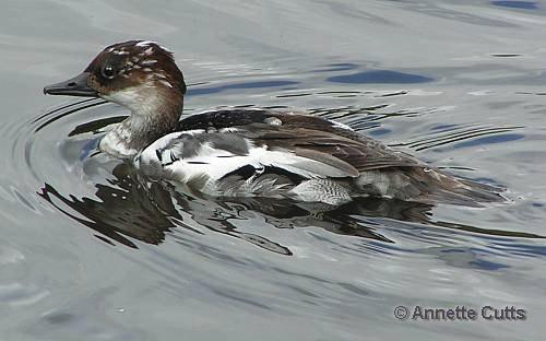 ��ͷ��ɳѼ���Ƿ�ֳ�ڵ�����