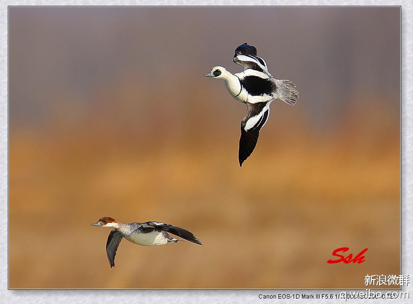 ����ɳѼ�򸾣������ա����ߣ�ҹ����98��������