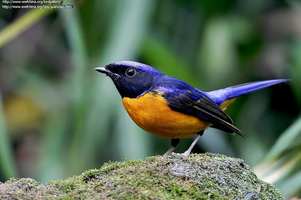 棕腹仙鹟 棕腹仙鹟的图片