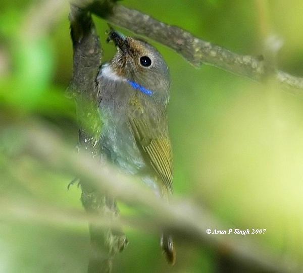 �ظ����l����ֳ�ڵĴ���