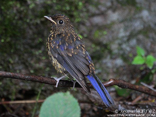 �ظ����l���������ԣ�