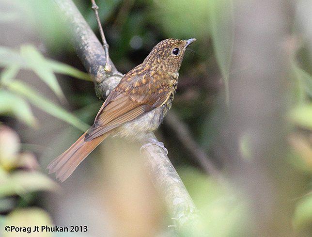 �ظ����l�����񣨴��ԣ�