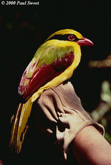 Indochinese Green Magpie